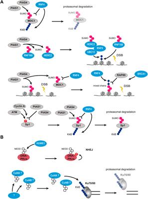 Chromatin Ubiquitination Guides DNA Double Strand Break Signaling and Repair